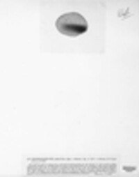 Cryptococcus vini image